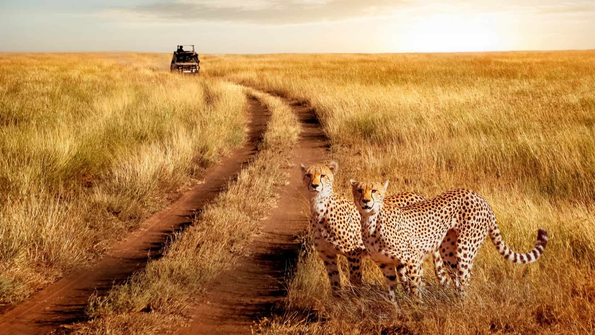 Serengeti
